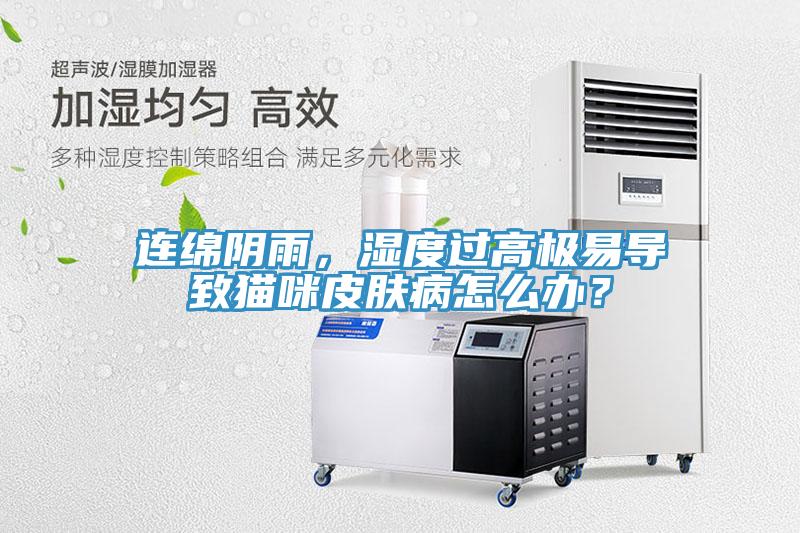 連綿陰雨，濕度過(guò)高極易導(dǎo)致貓咪皮膚病怎么辦？